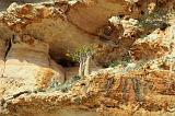 IMG_4950 albero bottiglia Socotran desert rose, Shuabb, Socotra